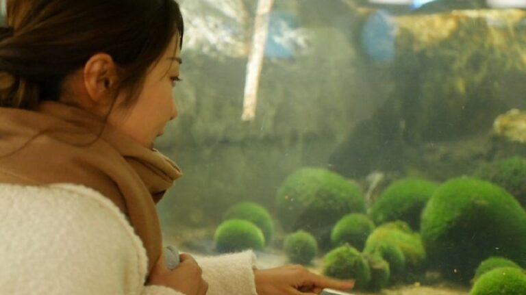 コロンとした姿に癒やされる  阿寒といえばやっぱりコレ！ マリモづくしの旅