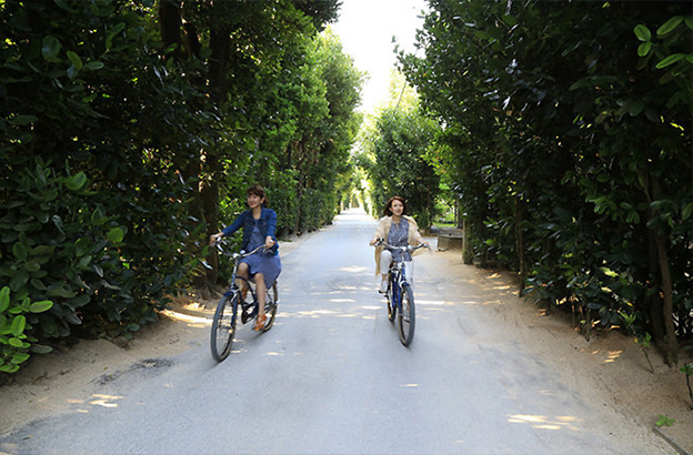 備瀬のフクギ並木 早朝散歩で体と心をリフレッシュ