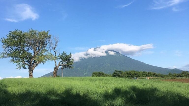 双子のさくらんぼの木｜絵葉書のようなニセコ町の風景に会いに行こう