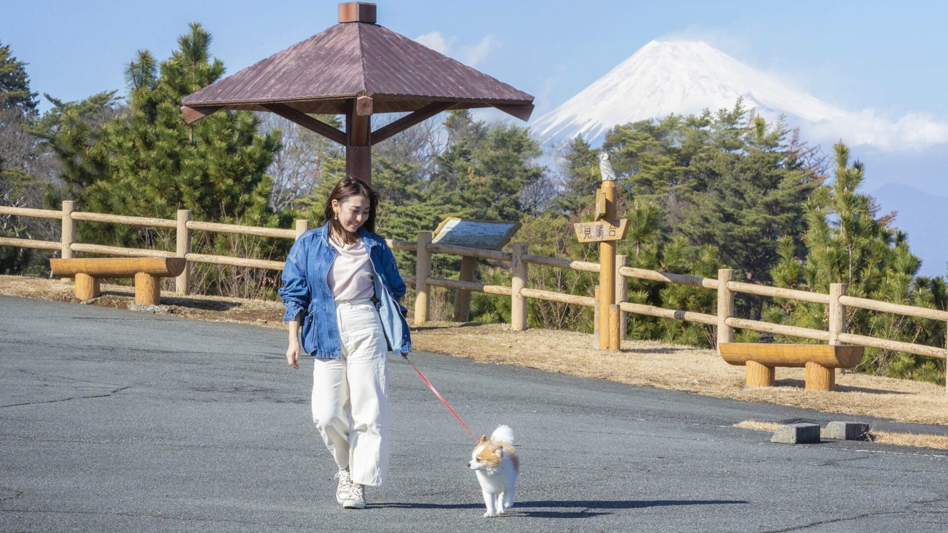 リゾート内はわんちゃんが思いっきりはしゃげる！1