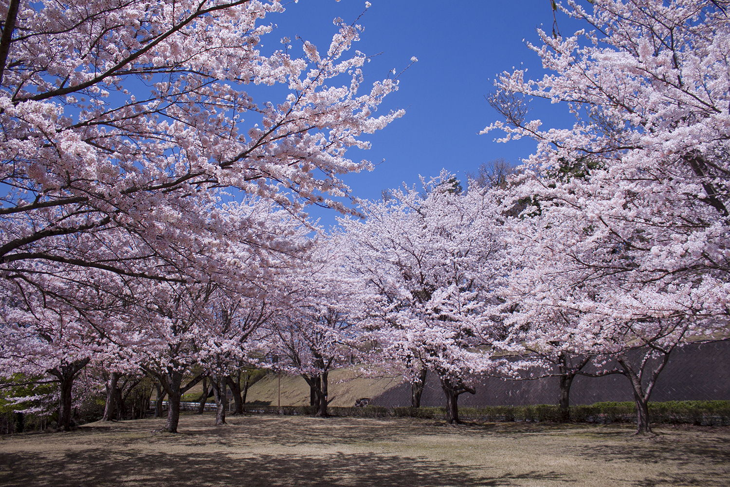 満開の桜に小鳥のさえずり...春のリゾートは癒しがいっぱい！2