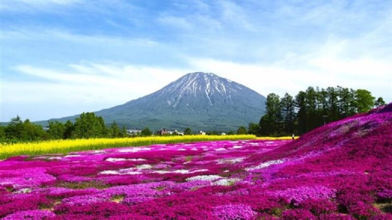 北海道のニセコ高橋牧場バスツアー予約一覧