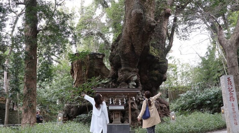 境内はまるで森のカフェ♪ 「來宮神社」がフォトジェニックなワケ