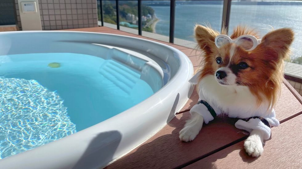 チェックインもリードのままで。ワンちゃんとの旅を楽しめるリゾートホテル