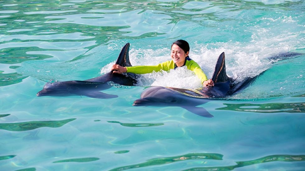 ドルフィンオデッセイ