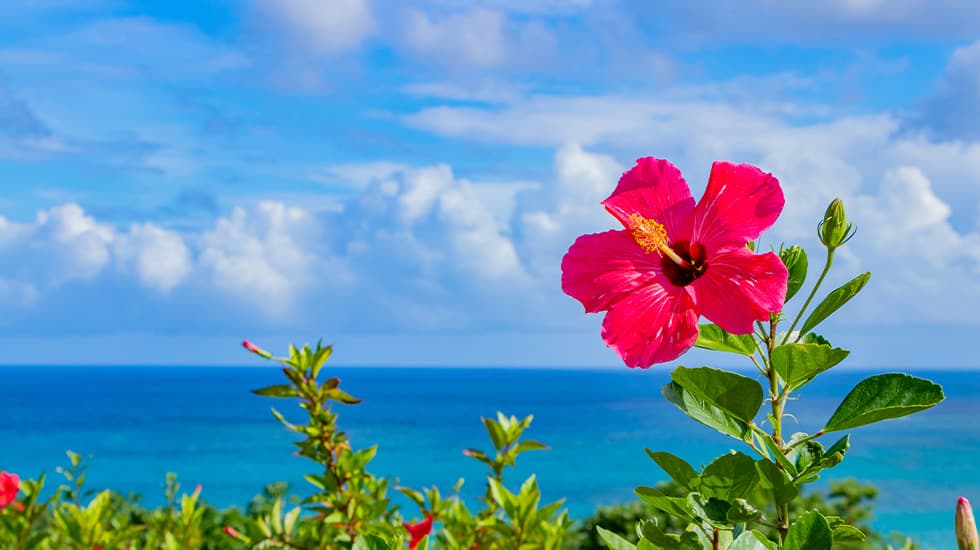 沖縄エリアトップ