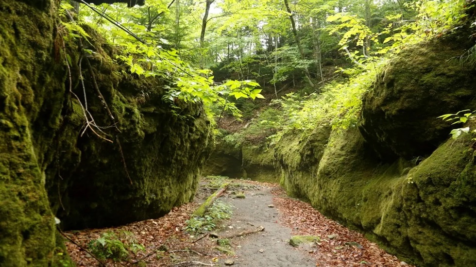 苔の回廊