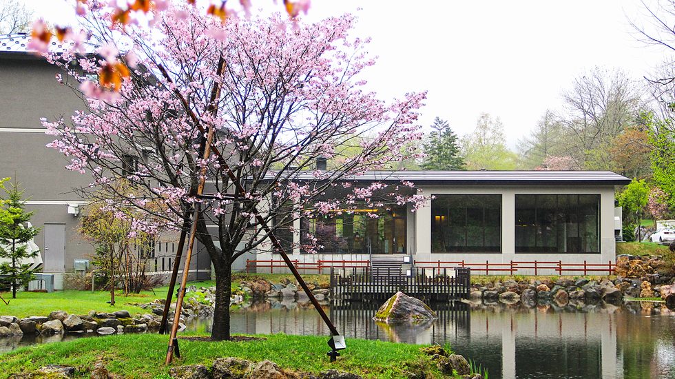 桜と池泉