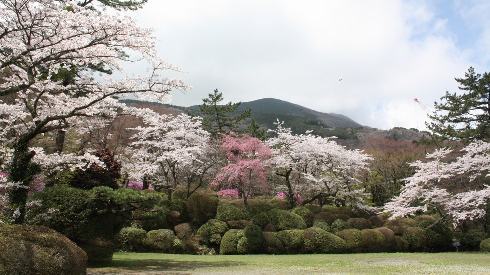 蓬莱園(桜)
