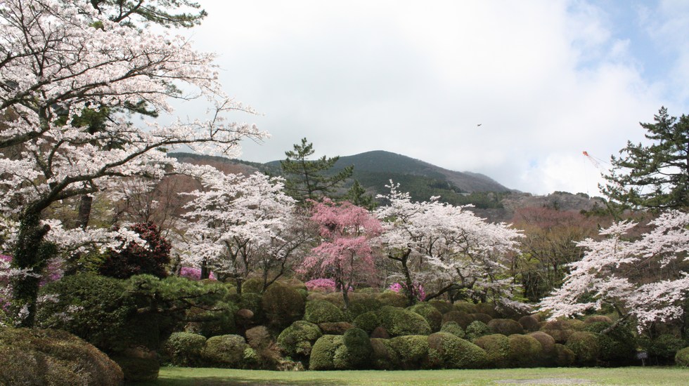 蓬莱園_桜