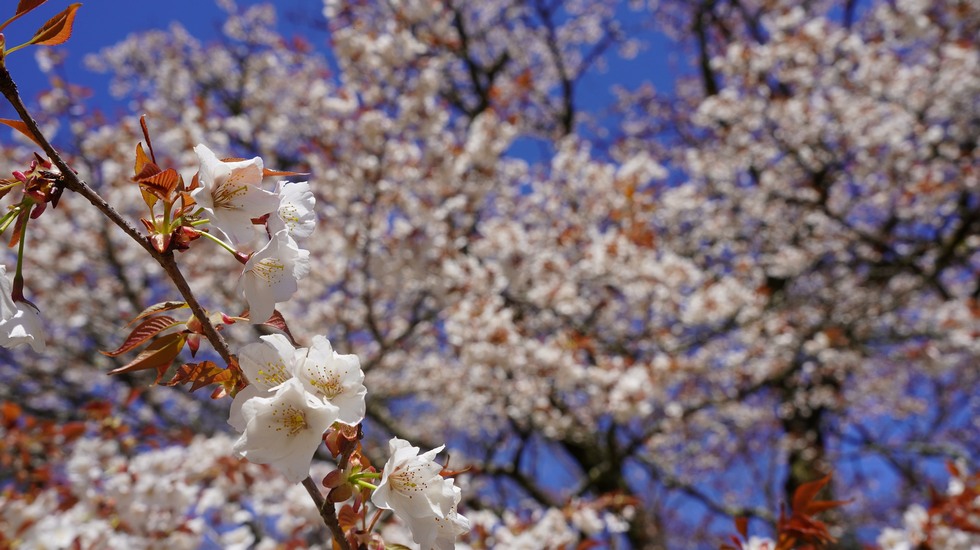 蓬莱園(桜)