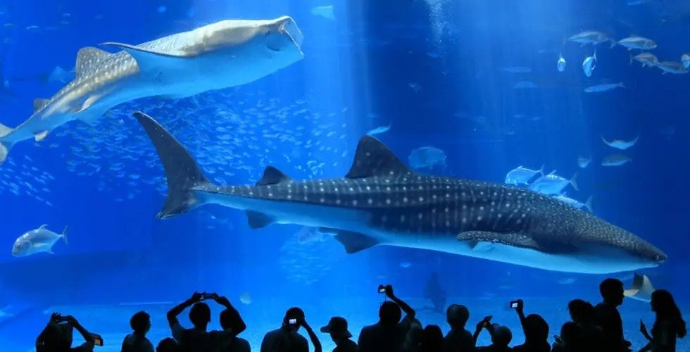 美ら海水族館