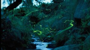 ホタル観賞会イベント