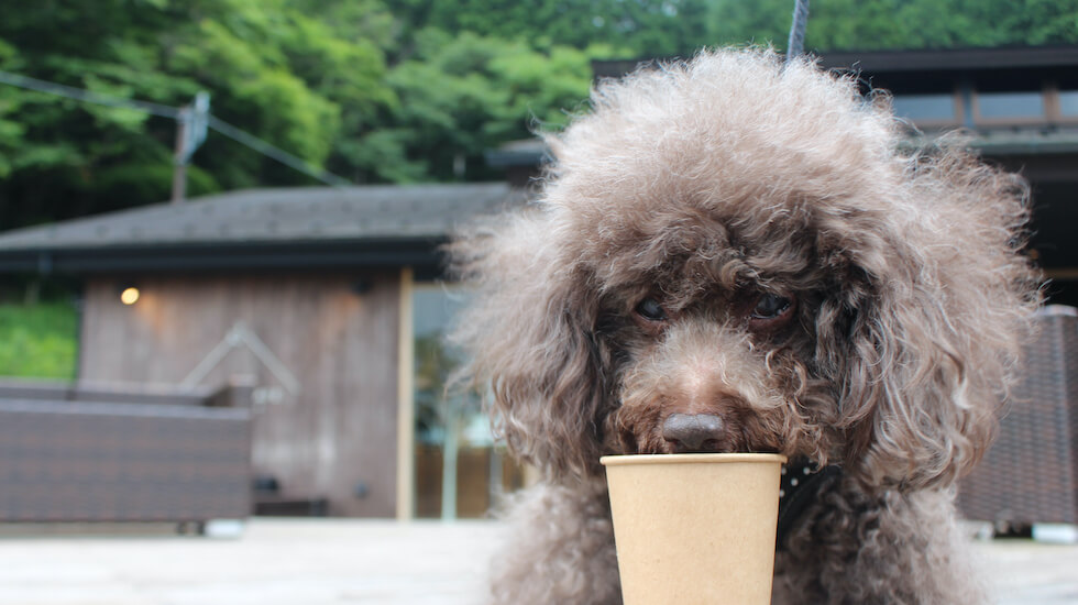 FUJIMI CAFE with ワンちゃん