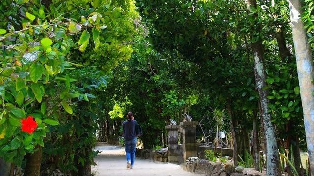 備瀬のフクギ並木