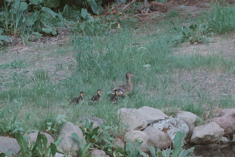カモの親子が散策する愛らしい姿を眺められることも