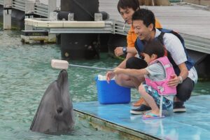 イルカアクティビティ