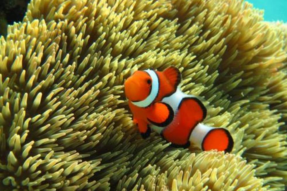 シュノーケリング体験クマノミ