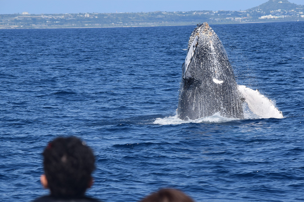 ホエールウォッチング