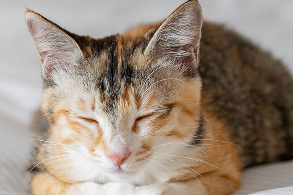 ペットフレンドリールーム宿泊プラン