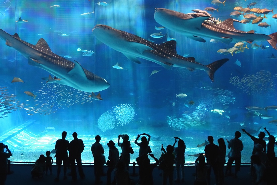 沖縄美ら海水族館