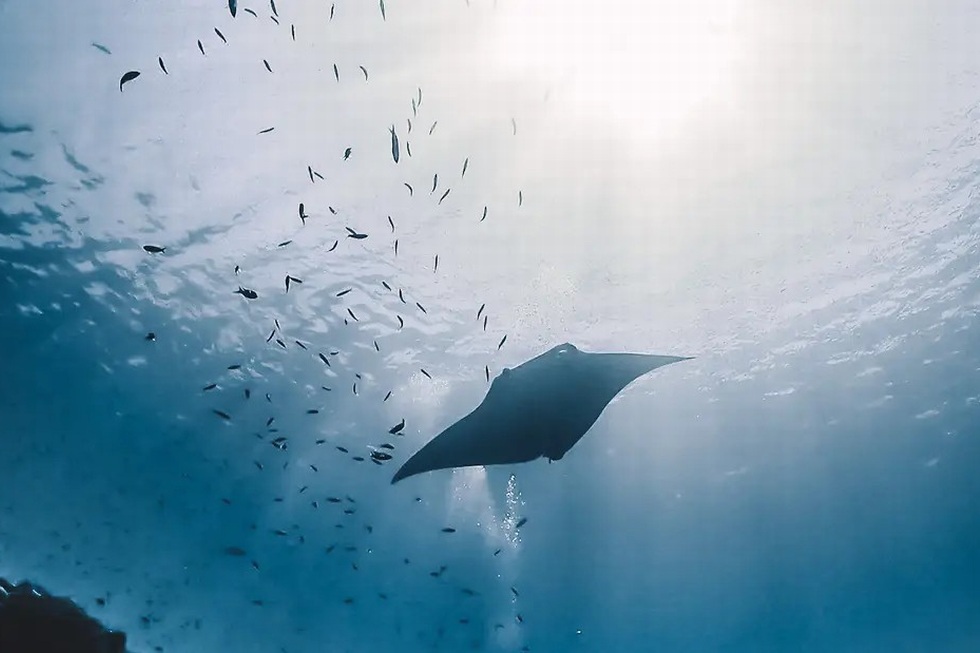 マンタシュノーケリング