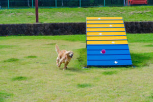 愛犬がドッグランで駆け回っている様子