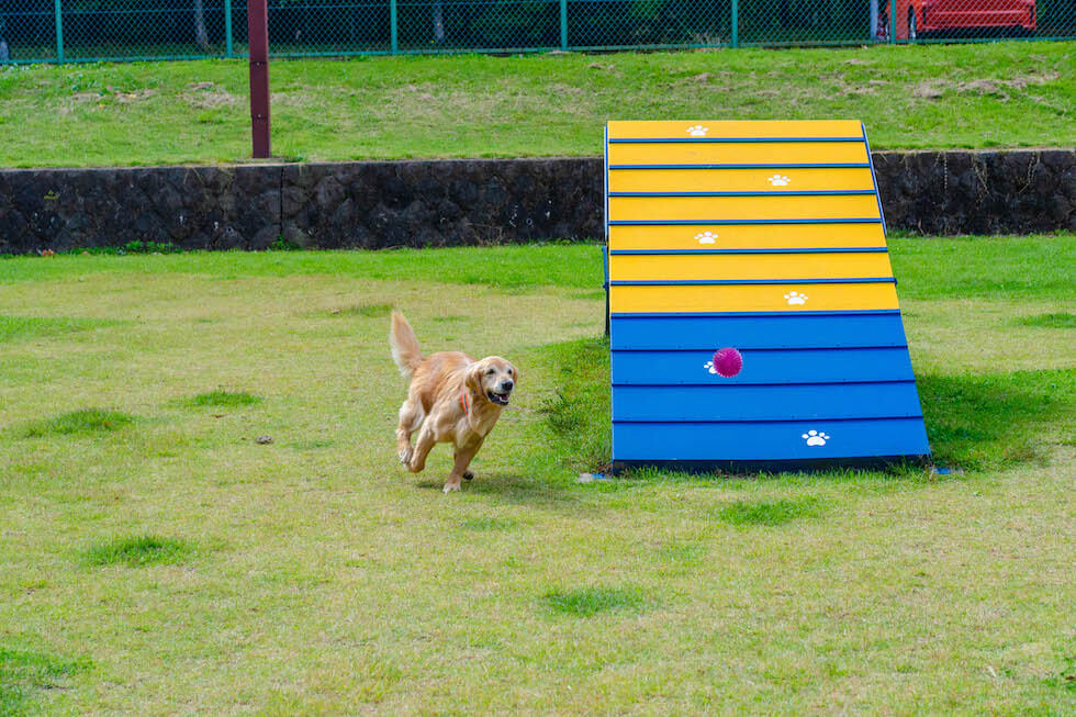 愛犬がドッグランで駆け回っている様子