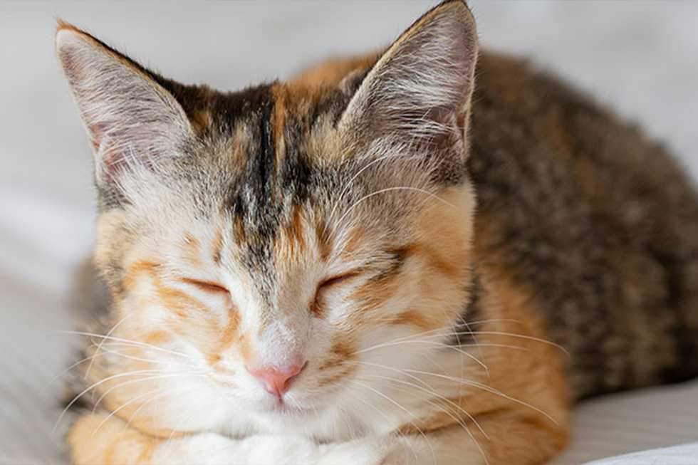 ねこちゃん宿泊可能