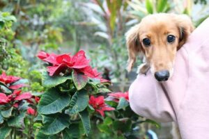 ワンちゃんとココ旅