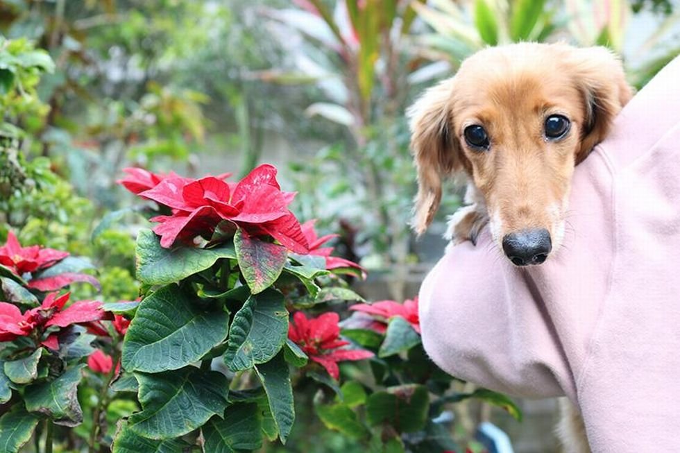 ワンちゃんとココ旅