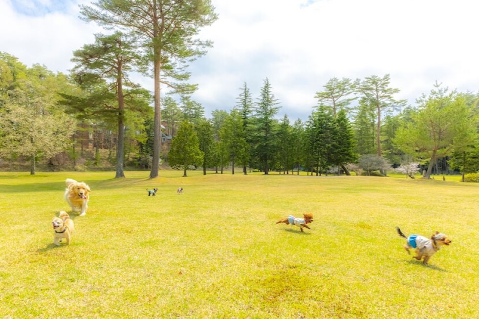 フォレストヴィレッジ_広場と犬