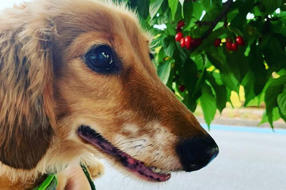 ワンちゃんとココ旅02