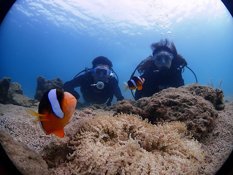 ネイティブシー奄美_ ダイビング