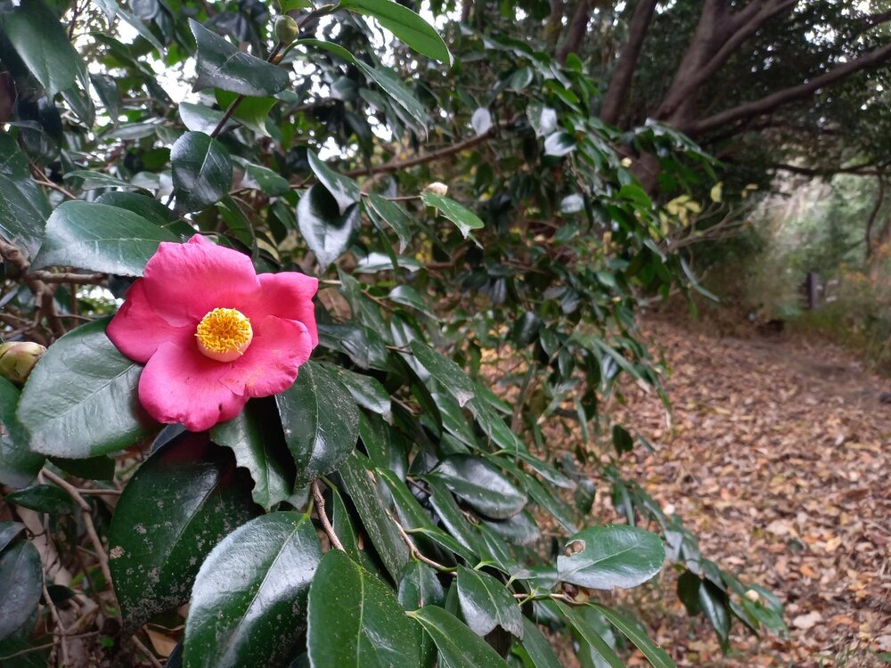 称名寺市民の森3