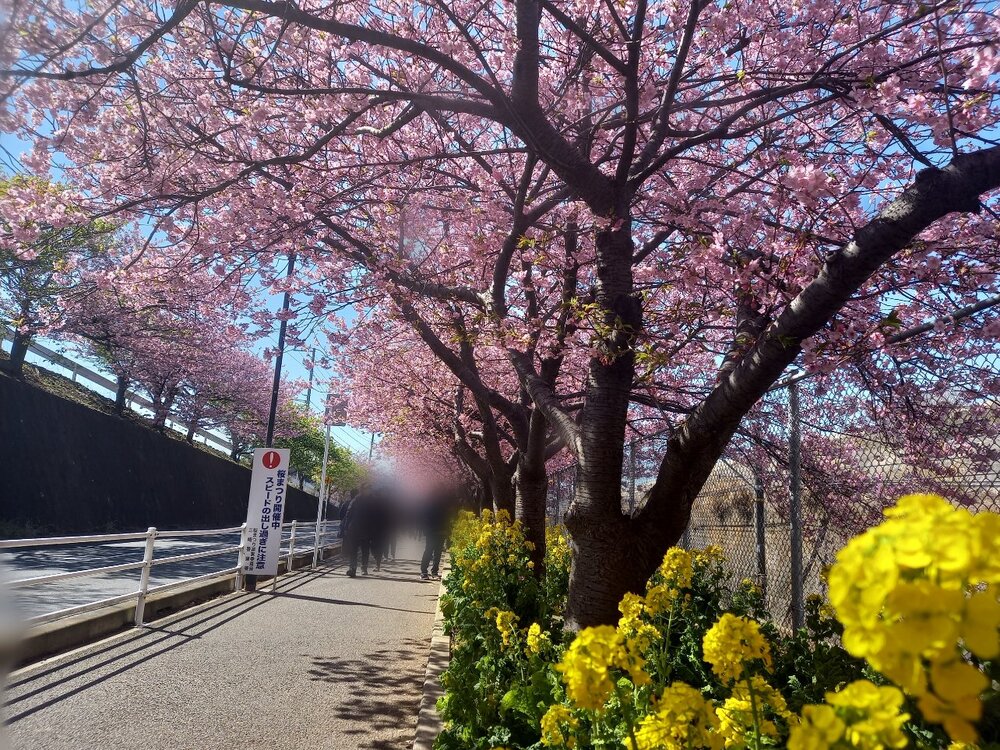 三浦海岸桜まつり3