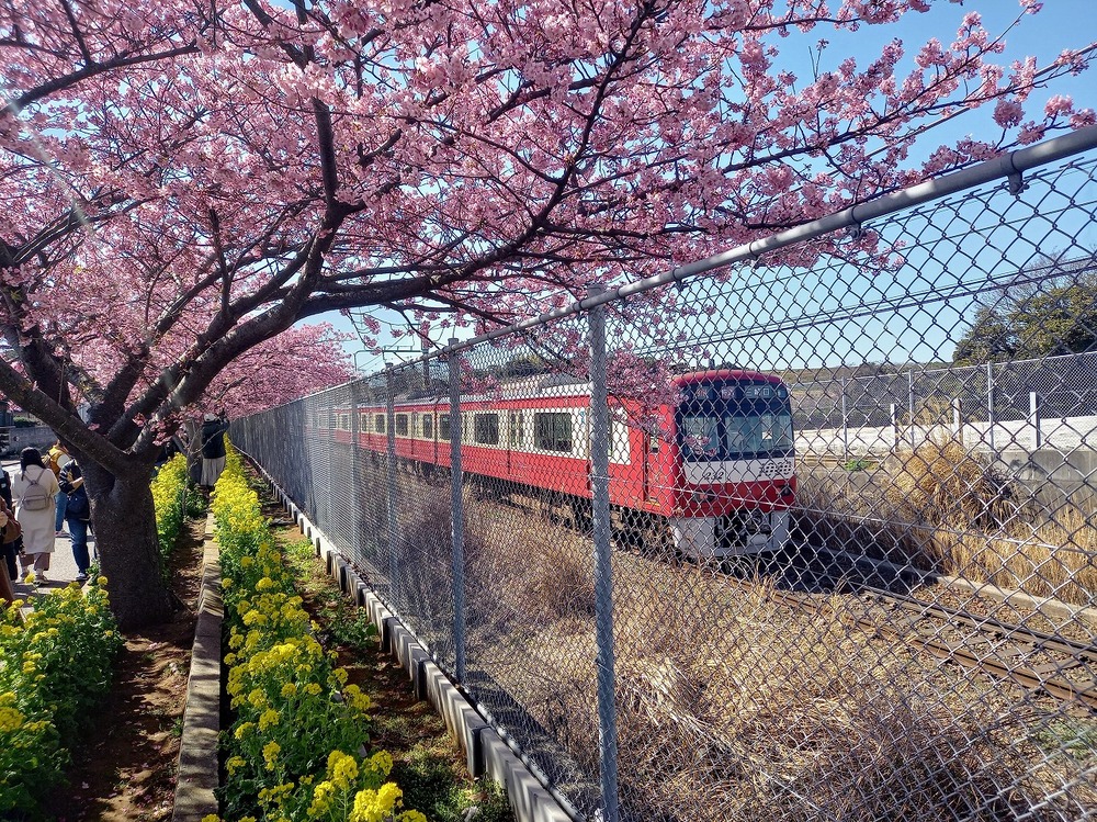 三浦海岸桜まつり