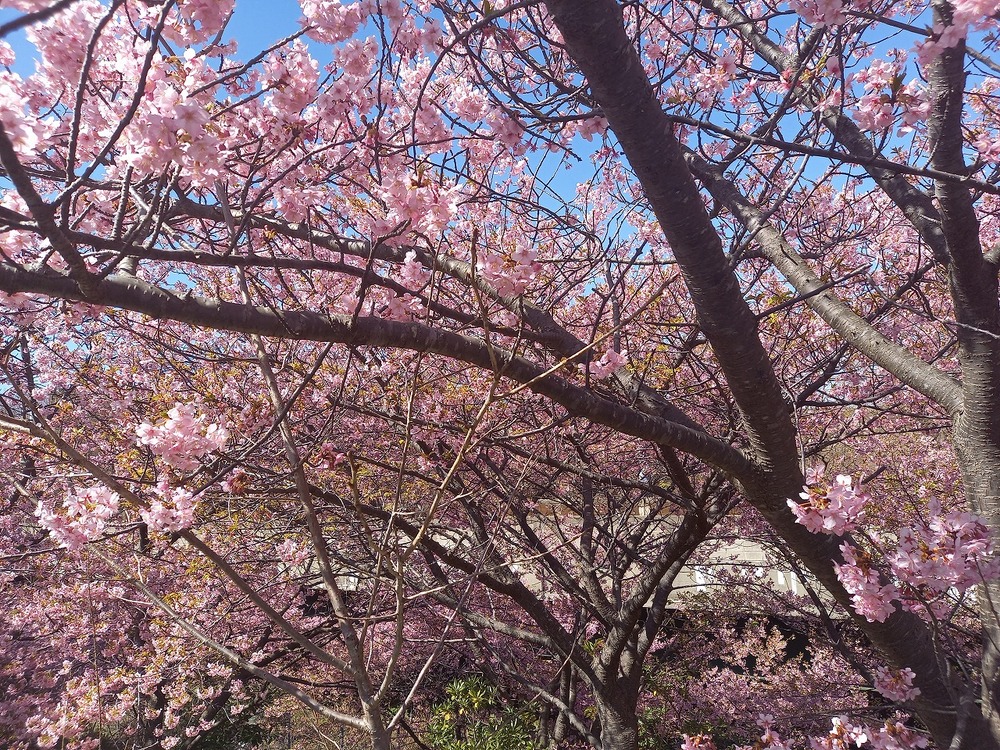 三浦海岸桜まつり