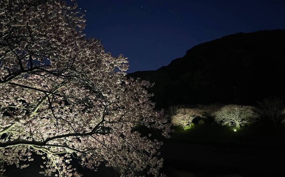 みなみの桜と菜の花まつり