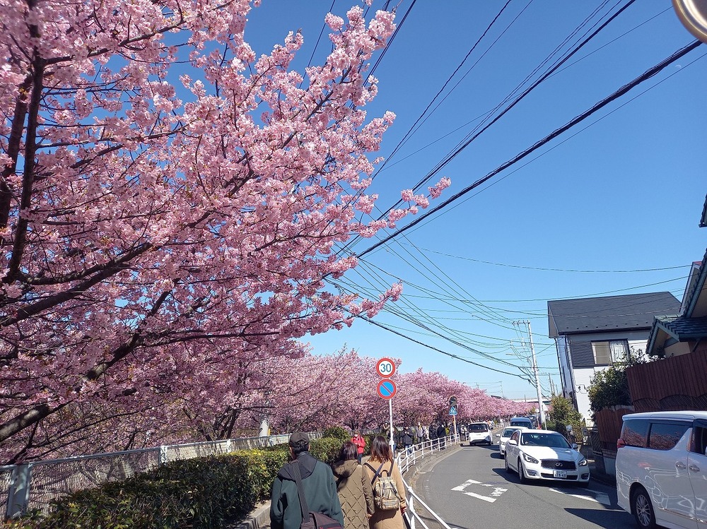 三浦海岸桜まつり1