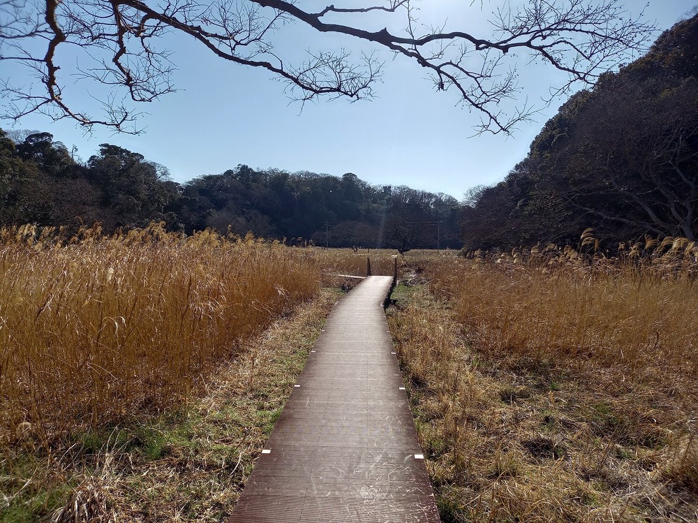 河口大湿原