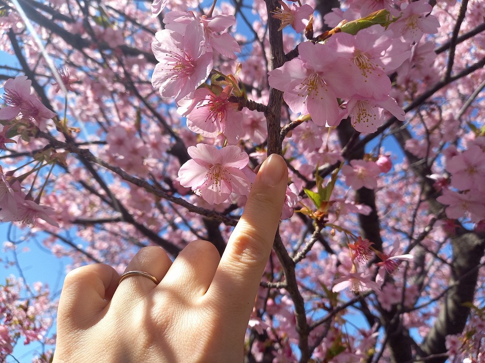 三浦海岸桜まつり2