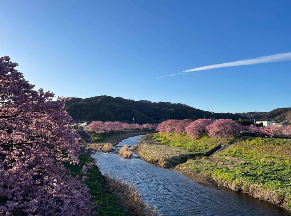 みなみの桜と菜の花まつり3