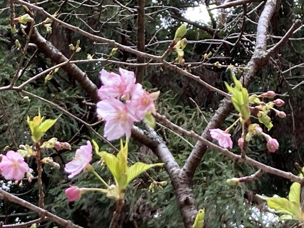 清水寺9