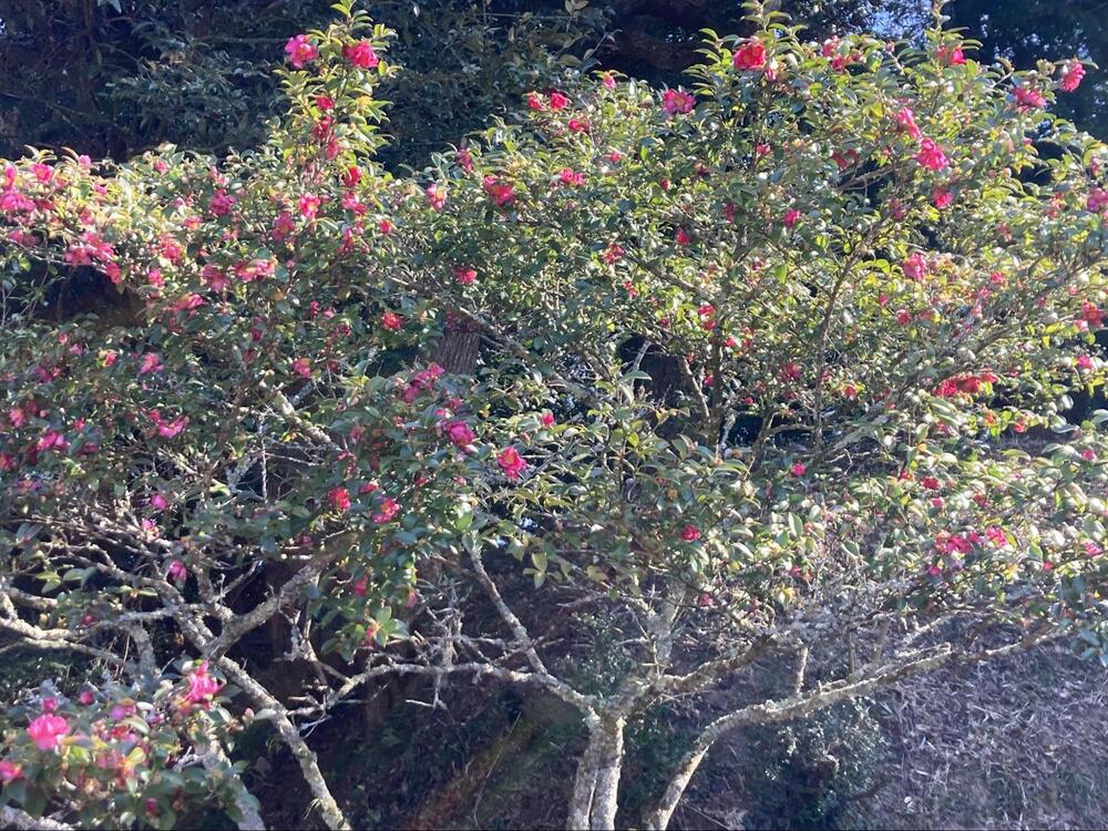 万木城跡公園6