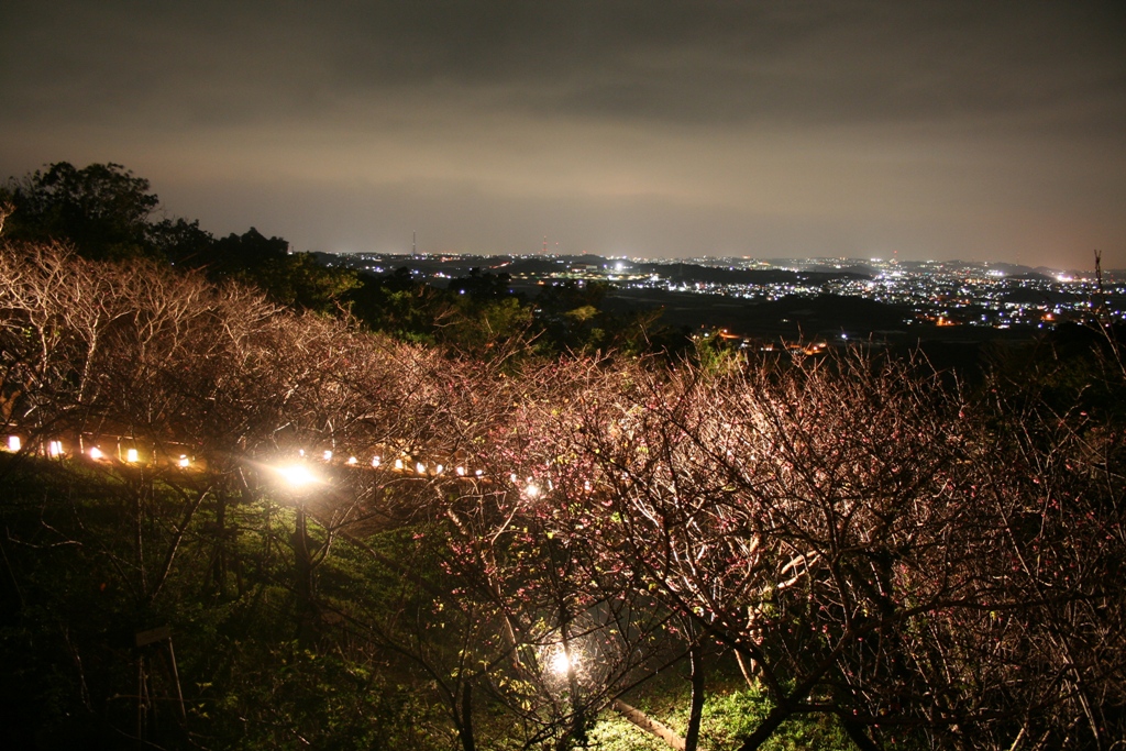 やえせ桜まつり|町内外から多くの人が訪れる、本島南部で指折りの桜祭り