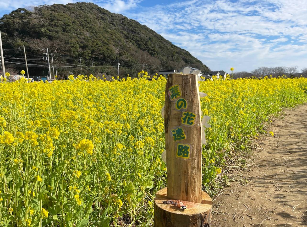 菜の花畑7