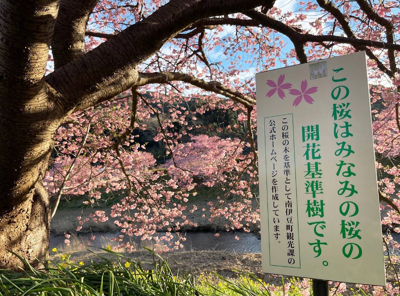 みなみの桜の開花宣言