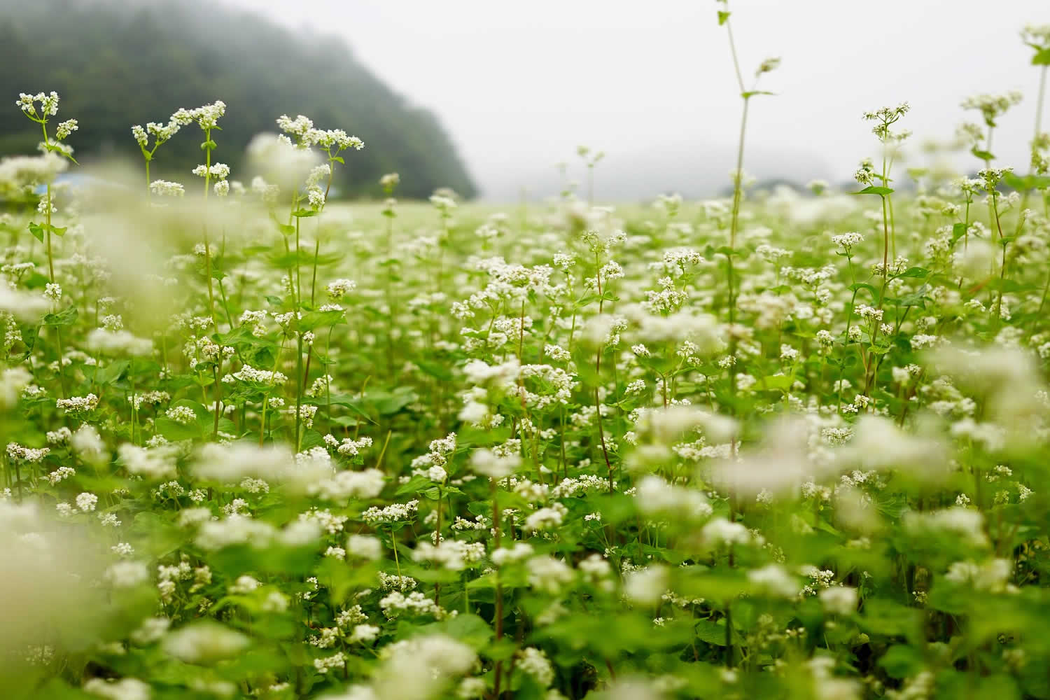 手打そば やまさと3