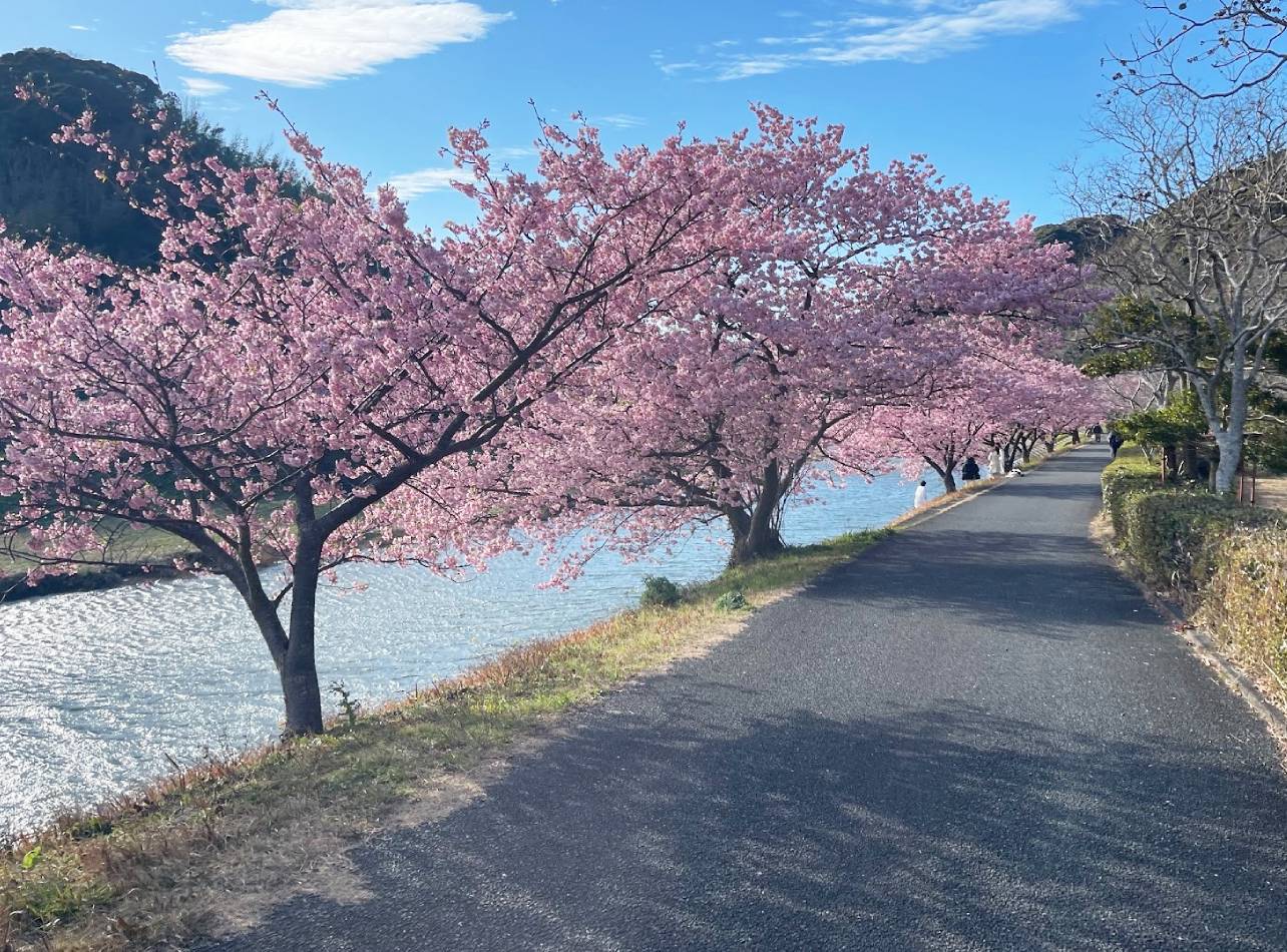 河津桜3